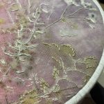 アンデパンダン小品展